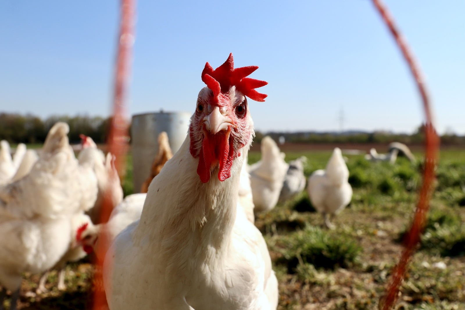 flock of white and red rooster on green grass field during daytime